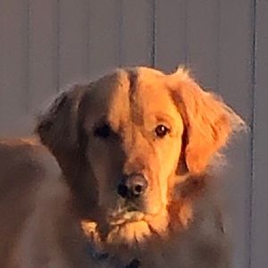 Meet your Posher, Mason